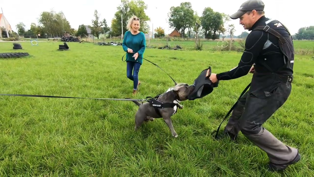 American Bully Chaos, protection training, August 2022