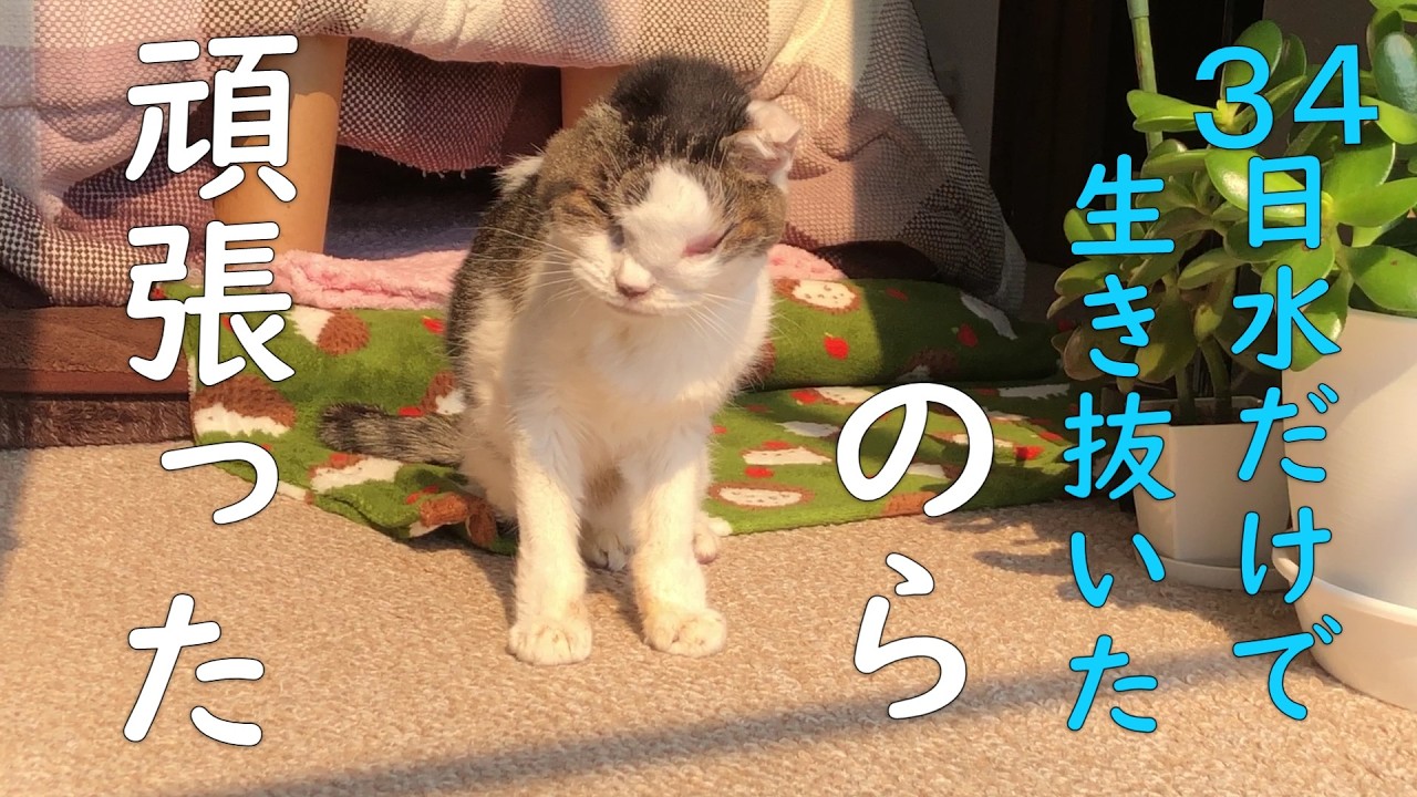 【のらは懸命に生き抜いてそして旅立ちました】Nora fought cancer and passed away.