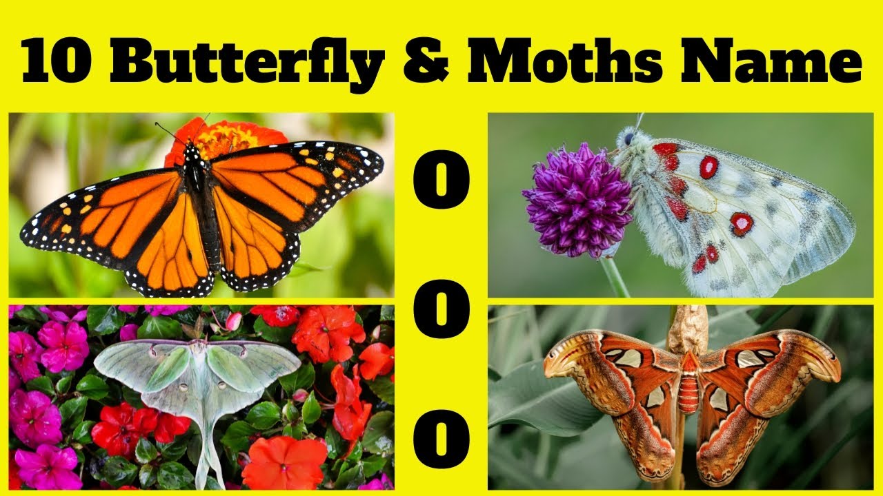 ABCs of Butterflies & Moths| 10 Butterfly & Moths Name Start with O |Kids English Vocabulary Part-15