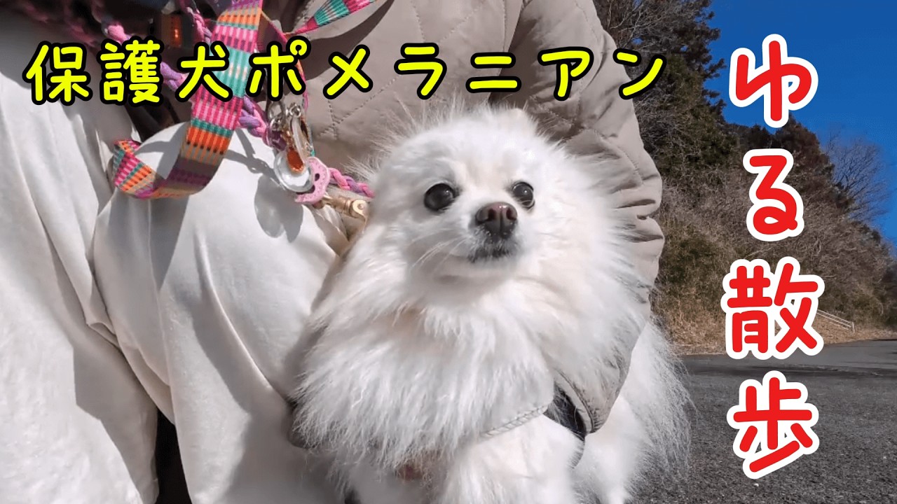少しずつお散歩に慣れてきた保護犬ポメラニアンの成長が素晴らしすぎる！