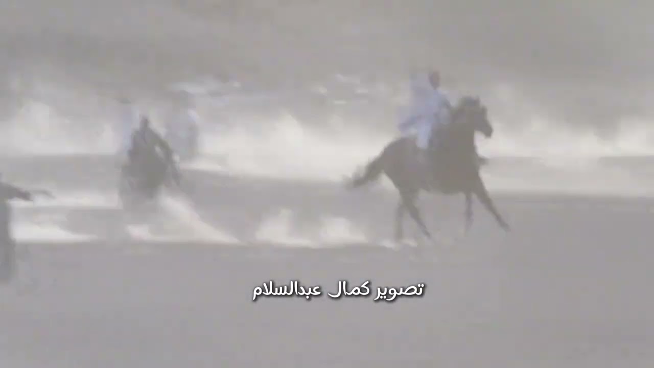 دور مثير الاهتمام والشرميكي ليلة الشيخ مصطفي 