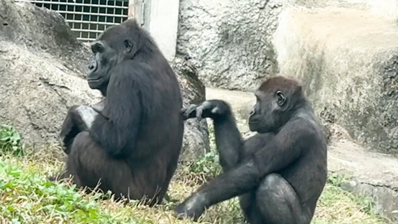 Jabali跟阿姨的小小互動A little interaction between Jabali and auntie