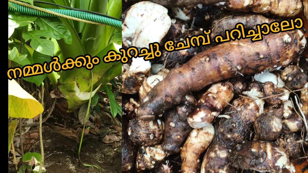 നമ്മൾക്കും കുറച്ച് ചേമ്പ് പറിച്ചാലോ🥰🥰#food 