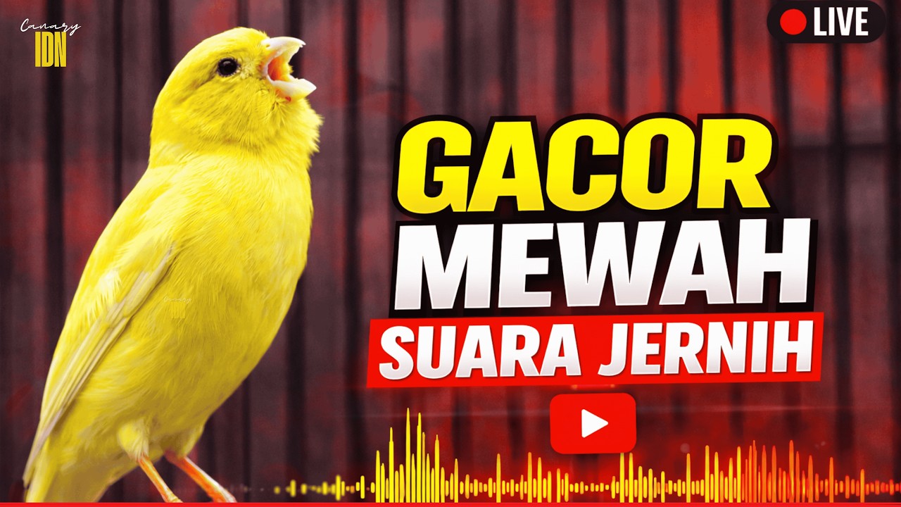 SUARA Kenari GACOR PANJANG FULL ISIAN | Pancingan masteran Kenari PAUD & MACET Agar Nyaut Gacor