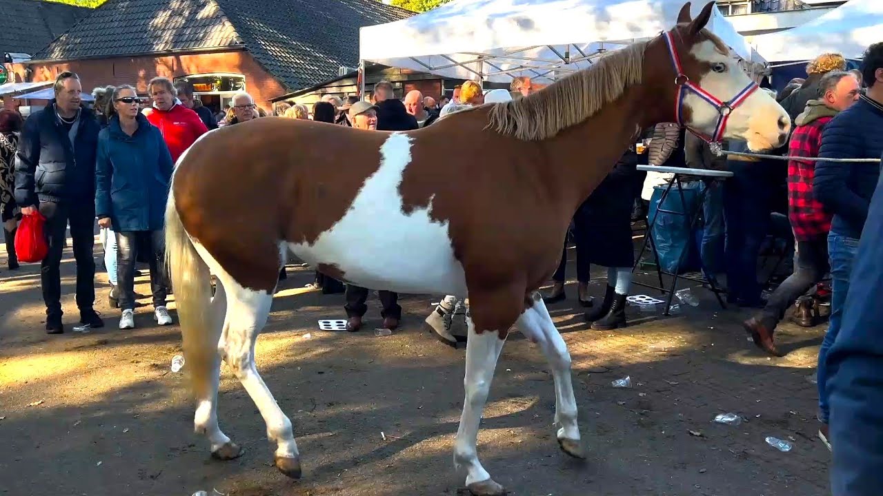 Pferdemarkt- ZUIDLAREN- Paardenmarkt in Holland (NL) 17.10.2023 Teil 2