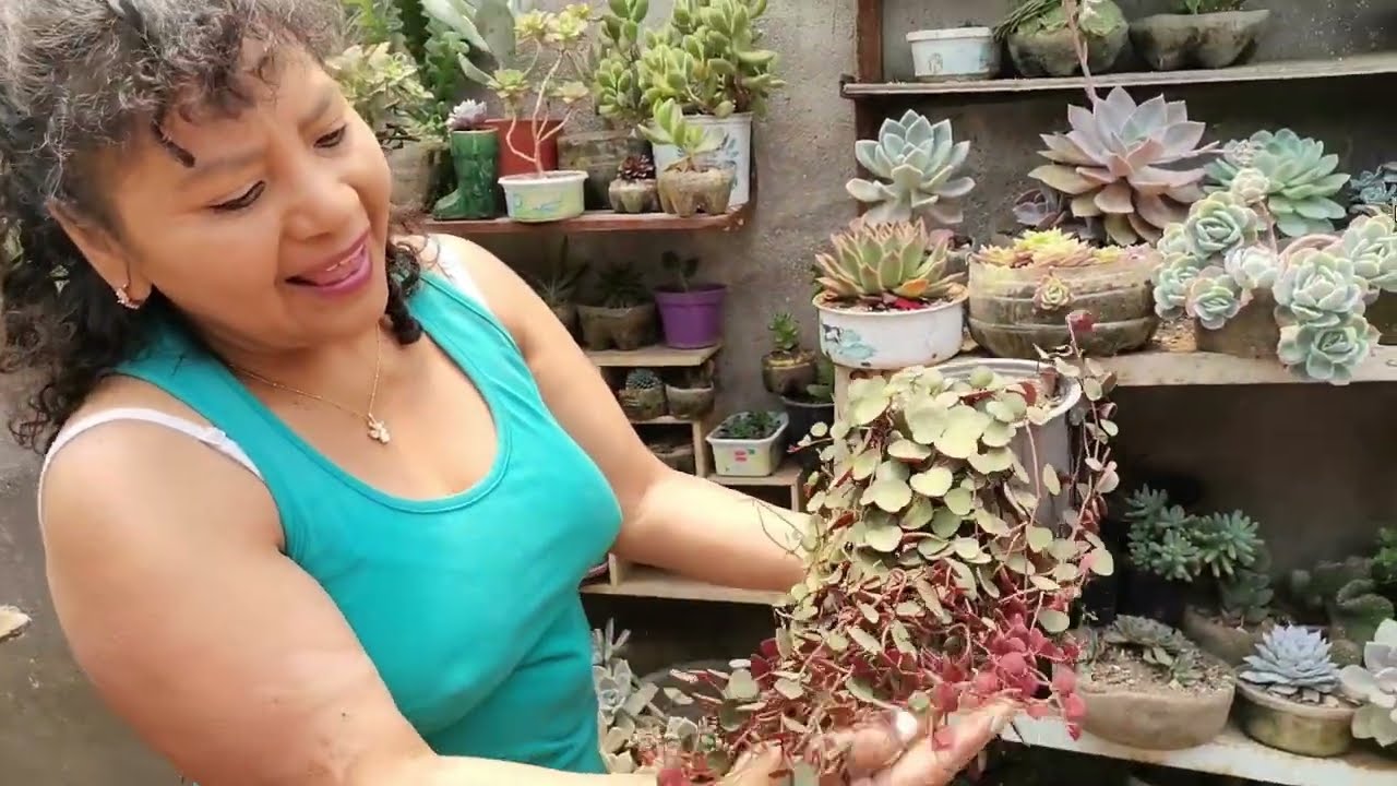 Segunda parte de paseo por mi jardín 🌷🌸🏵🌱🌺