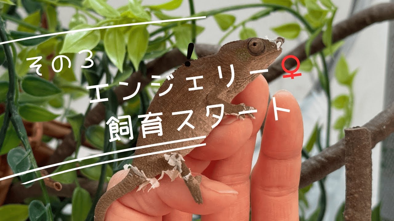 エンジェリーカメレオン♀ 飼育スタート ｜Furcifer angeli (Female) – Start of Care #エンジェリーカメレオン #Furciferangeli