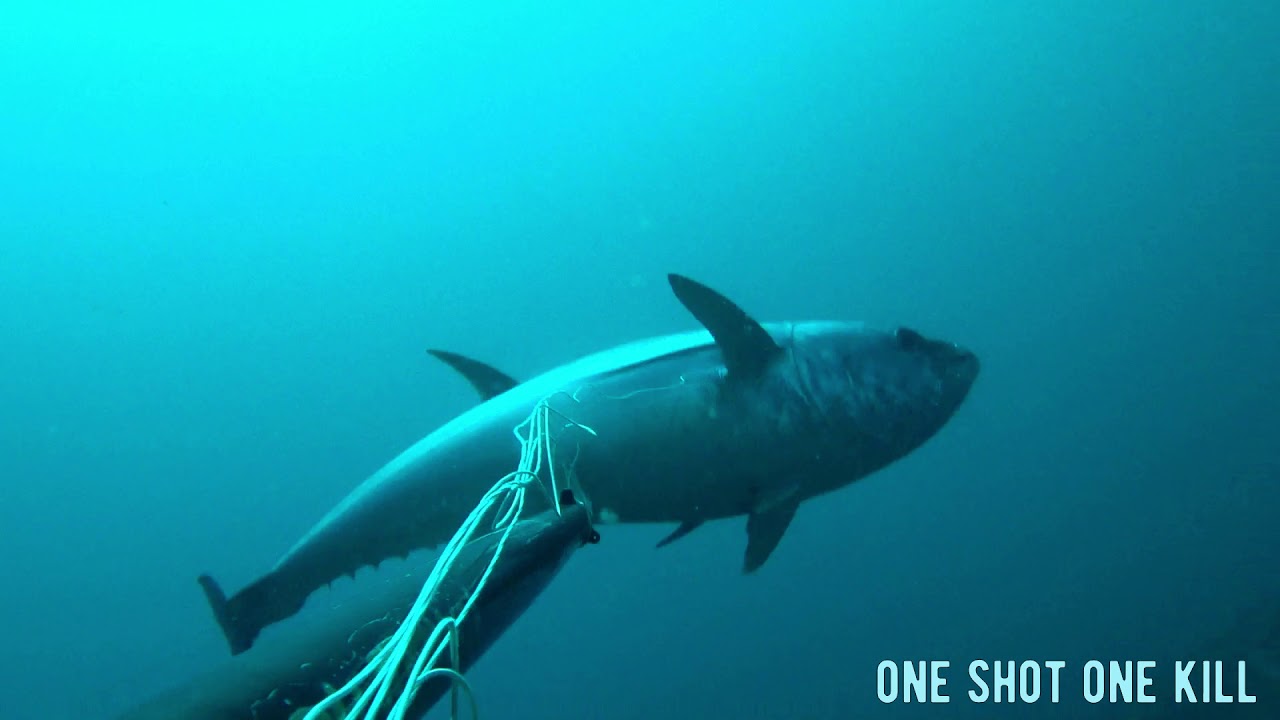 70 kg Bluefin my new record