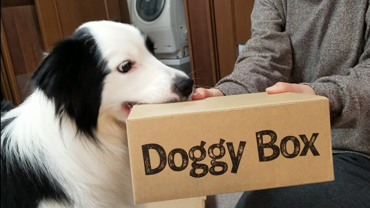 Doggy Boxの中身を紹介！愛犬に届いたプレゼント♪反応は？4月box