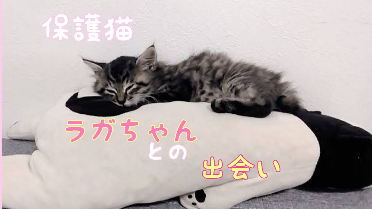 ラガちゃんとの出会い