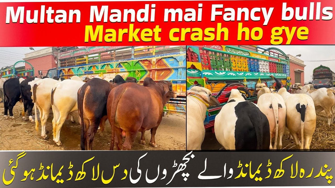 Multan ManDi Fancy bulls Ki Market Full Down Demand bi kam ho gye