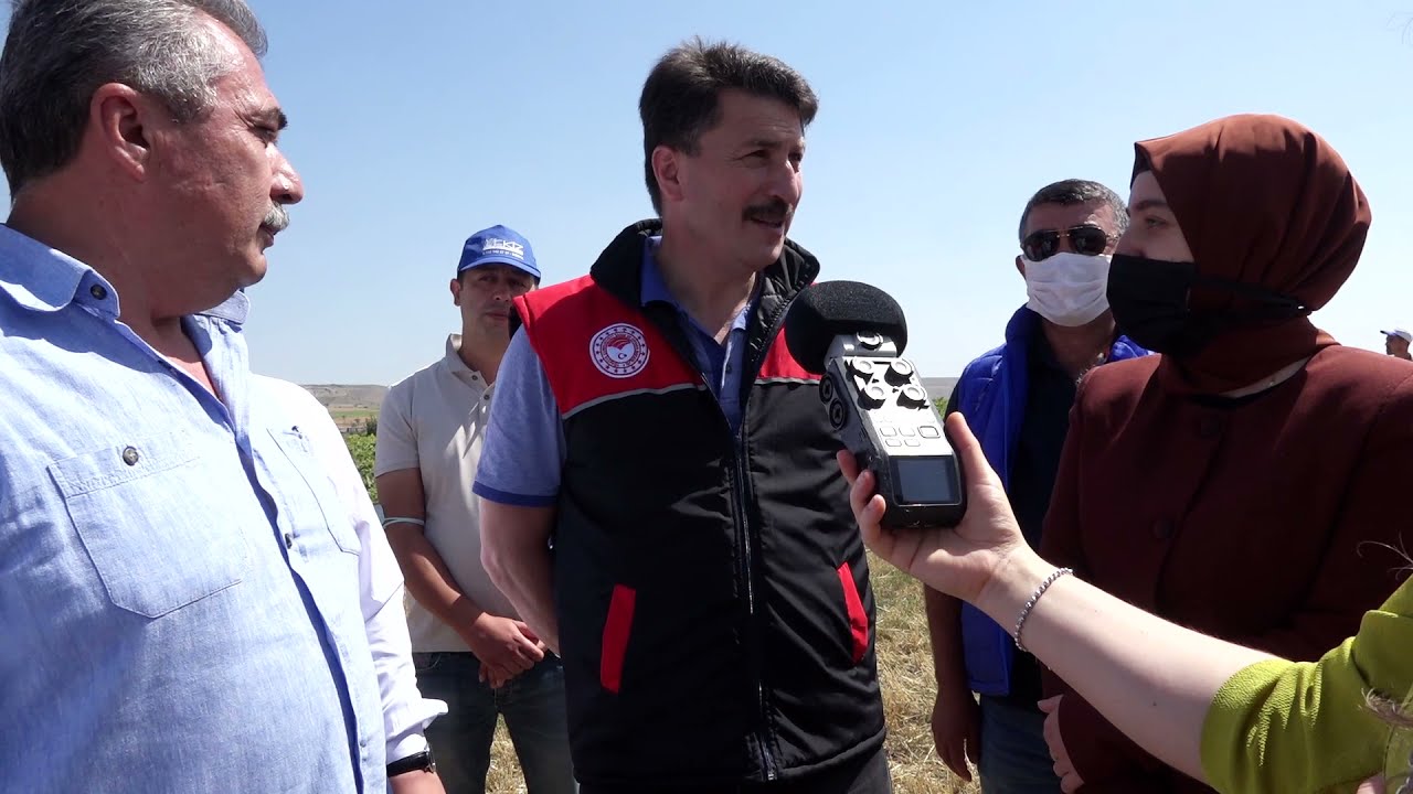 ESKİŞEHİRDE HUBUBAT HASADINDA SONA YAKLAŞILIYOR