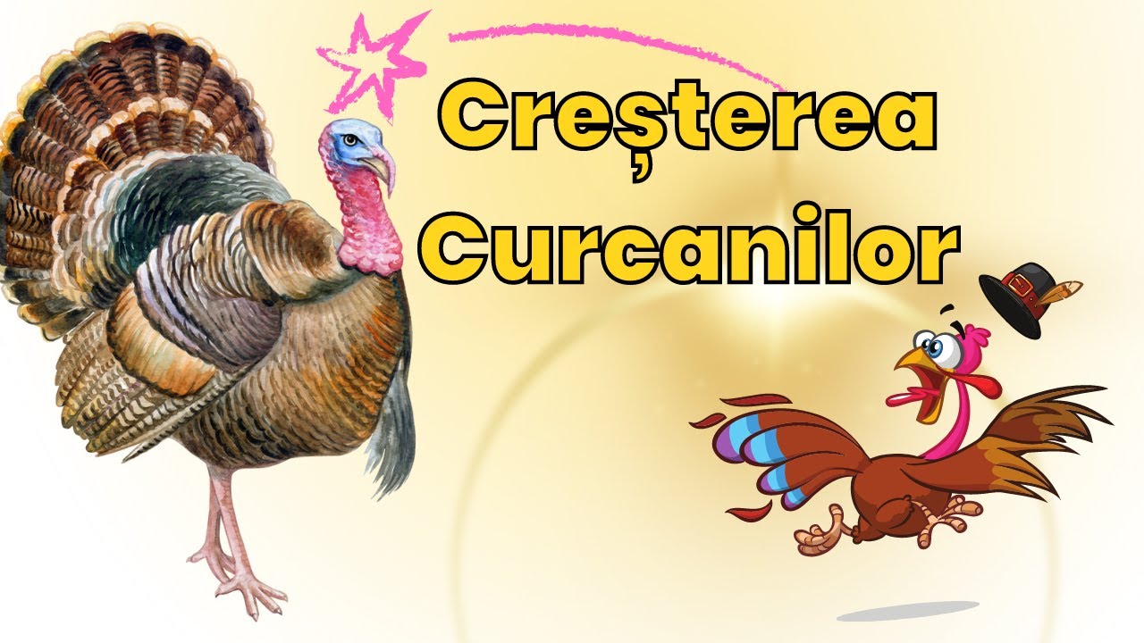 Cresterea Curcanilor Adapost - Hrana - Cerinte