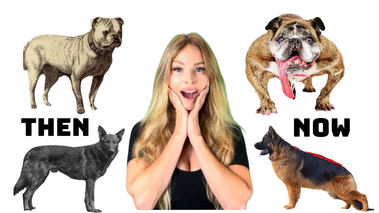 100 Years of Breeding RUINED these Dog Breeds! - BEFORE & AFTER