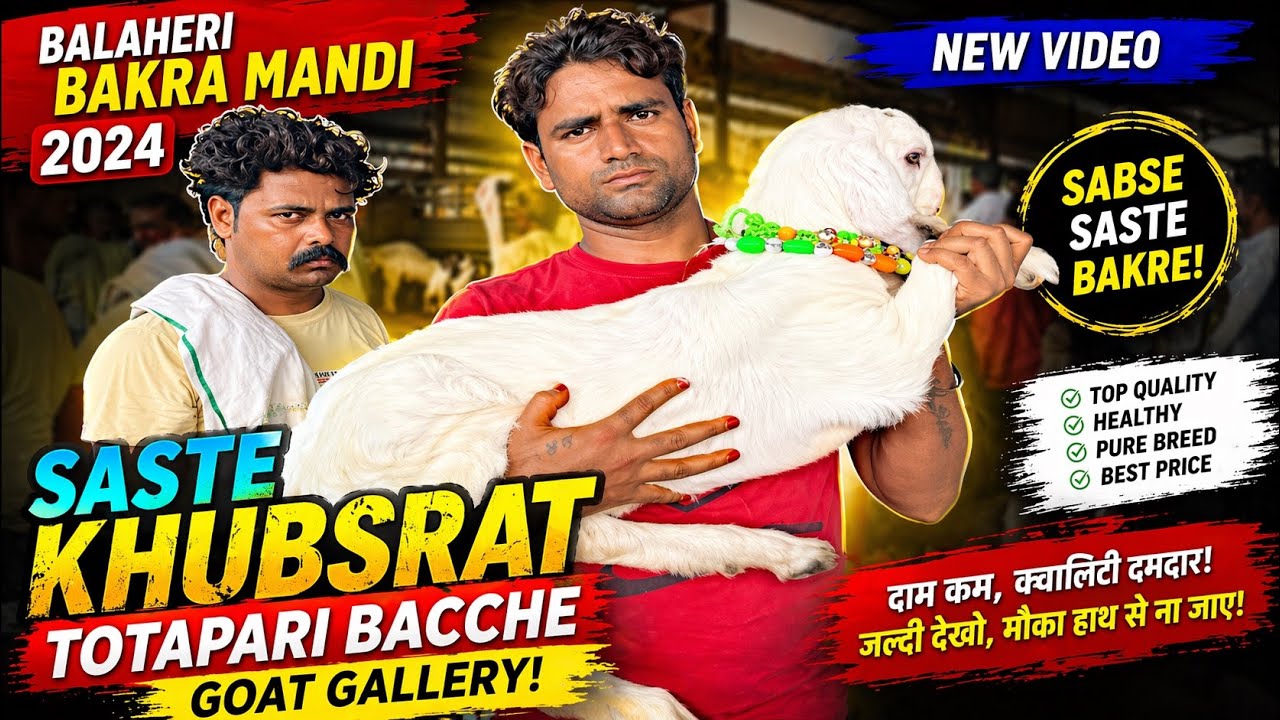balaheri bakra mandi new update 2024 | balaheri bakra mandi rajasthan | balaheri bakra mandi