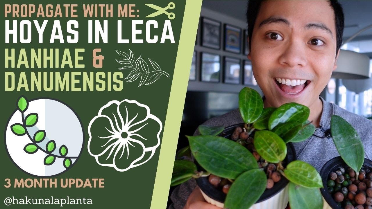 Propagating Hoyas in LECA WITH UPDATES - Hoya Hanhiae & Hoya Danumensis (PROPAGATE WITH ME)