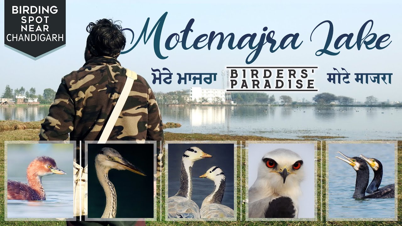 Birders’ Paradise of Punjab! Mote Majra Lake | Stunning Birds & Nature