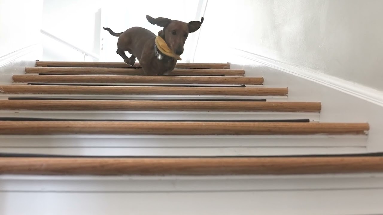Brock the dog filmed at 120fps - floppy ears for days!