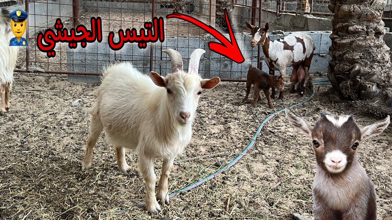 زوجة التيس القزم جابت نونو صغير لونه غريب !! 😨