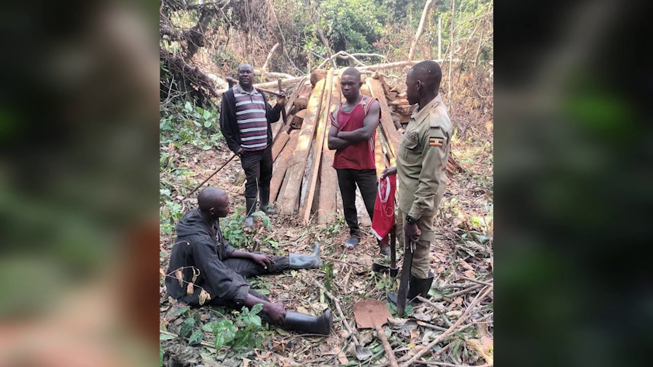 Agabuutikidde Poliisi eggalidde  avunaanyizibwa kukuuma ebibira bya Gavumenti mbu asusse okutunda e