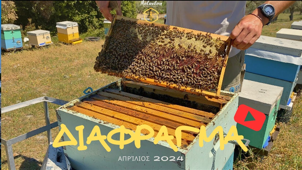 ΔΙΑΦΡΑΓΜΑ. Τα μελίσσια 15 μέρες μετά την εισαγωγή του. Απρίλιος 2024 [4Κ]