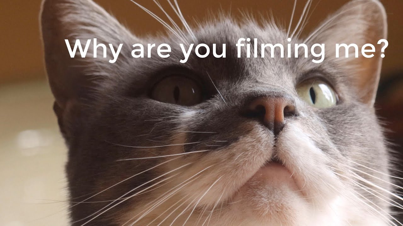 A Day in the Life of a House Cat (Documentary, 4k)