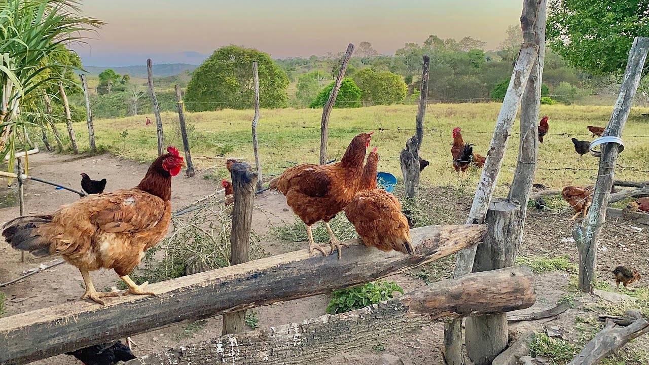 ELES ME CHAMARAM PARA COMPRAR UMA PARTE DAS SUAS GALINHAS + VEJAM QUE LUGAR LINDO!!!