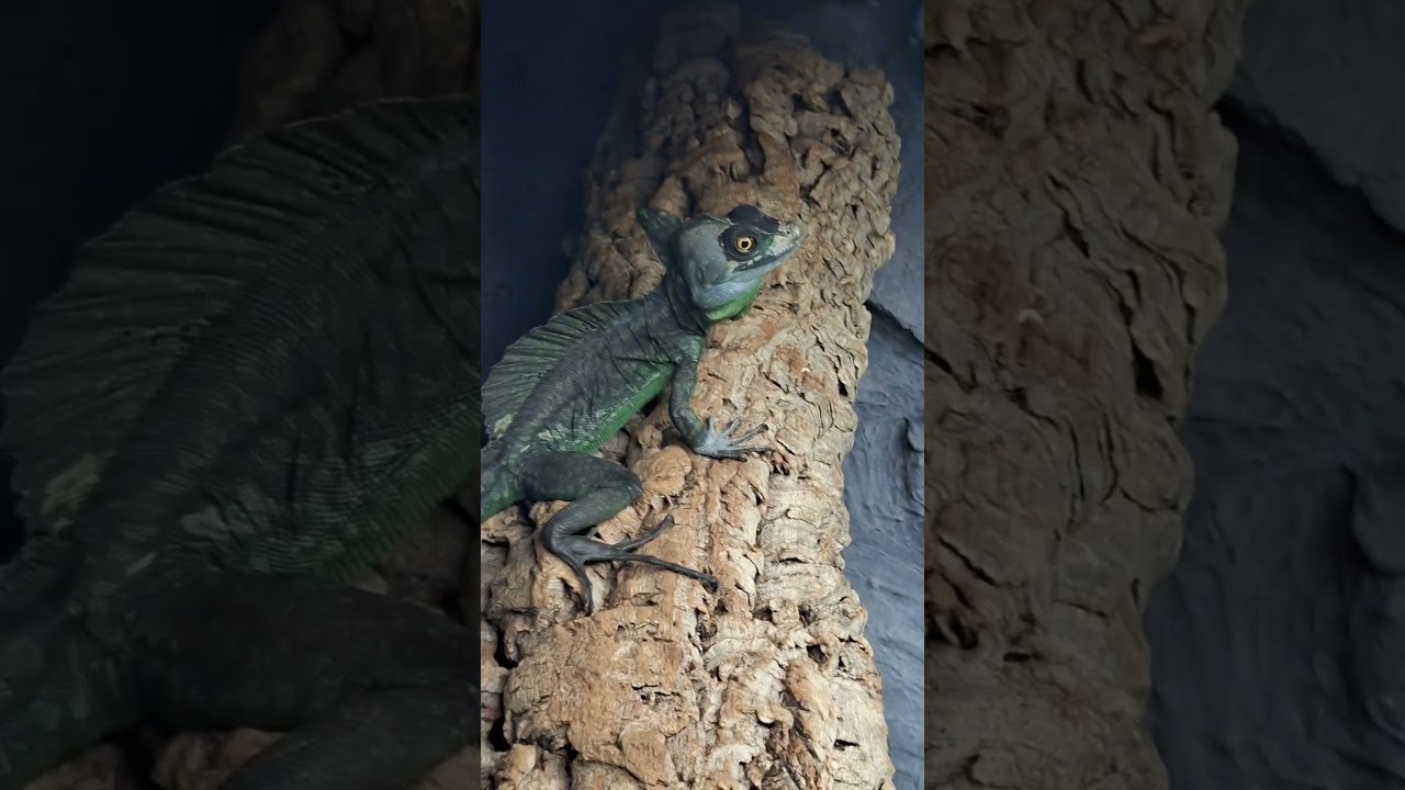 Rzadkie nagranie, ataku zielonej bestii na palce (z braku laku zosatal skradziony banan)🙈 #animals
