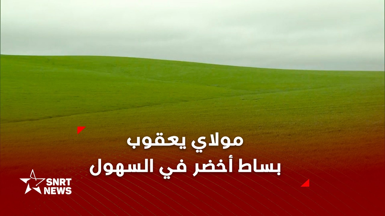 مولاي يعقوب .. غيث ينعش مزروعات الحبوب والقطاني