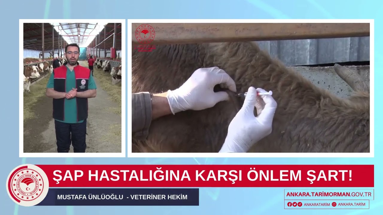 Şap hastalığına karşı sürülerimizi korumak için önlem şart!