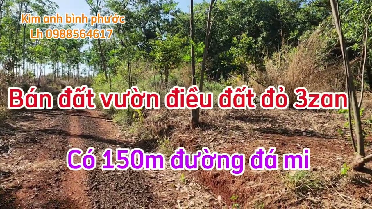 Bán đất vườn điều dt 1ha8 đất đỏ 3zan xã nghĩa trung bù đăng bình phước cũ lh 0988564617 