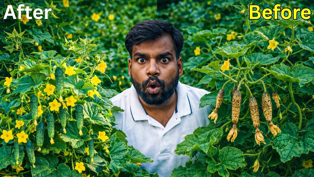 खीरा में फूल फल की बाढ़ आ जाएगी 🥒 और फूल फल झड़ना 100% बंद 🛑