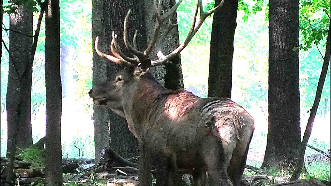 Гон у оленей в разгаре. Рогатый хозяин гарема || Red deer during the rut