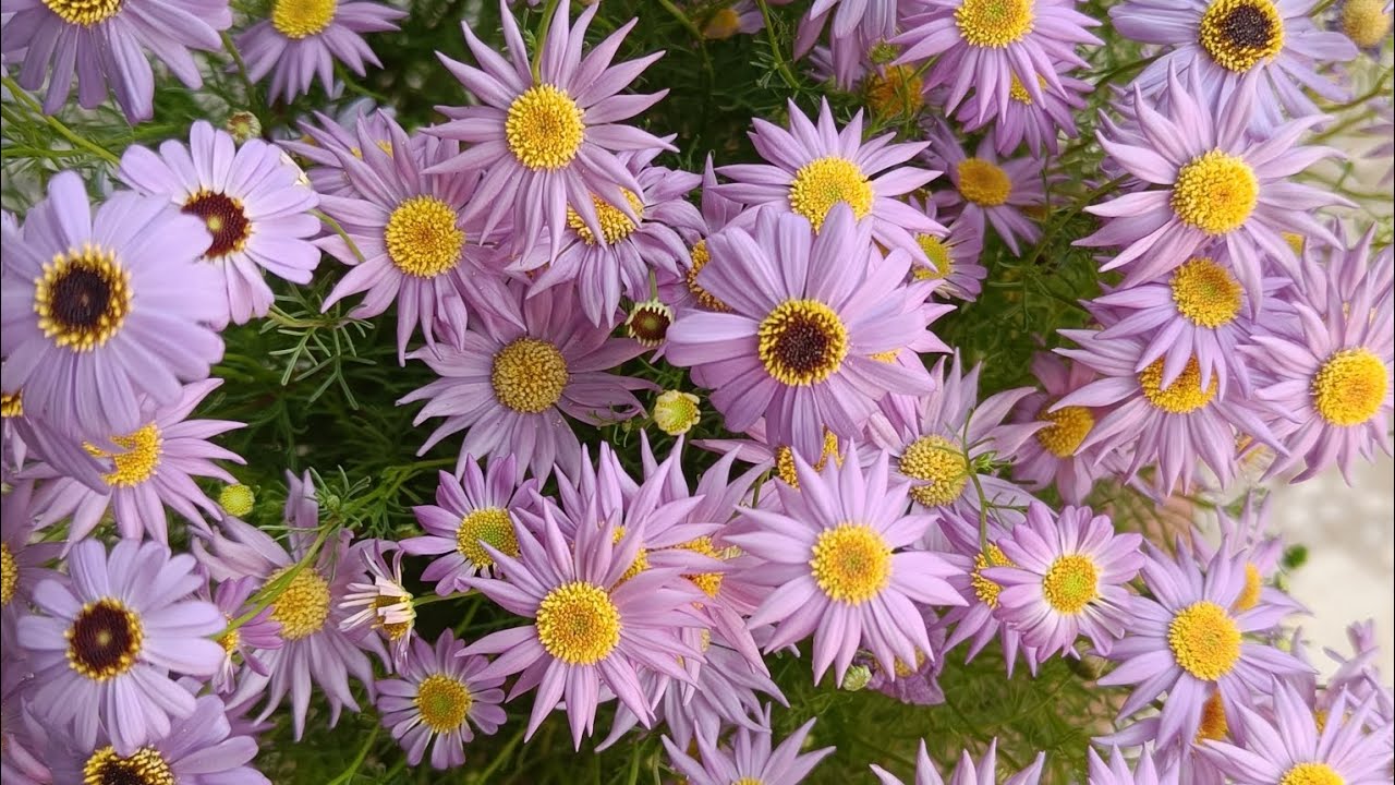 Swan River Daisy //Barchyschome -complete care of this plant.