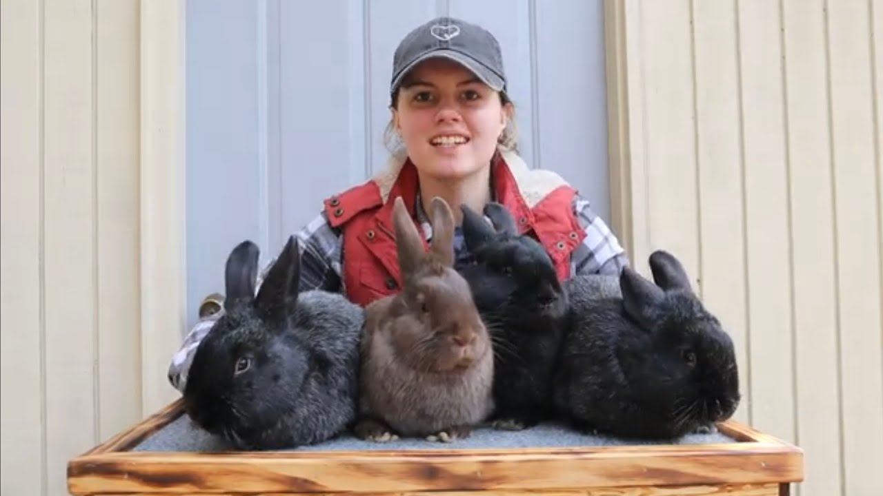SILVER FOX litter evaluation ~ 13 weeks old