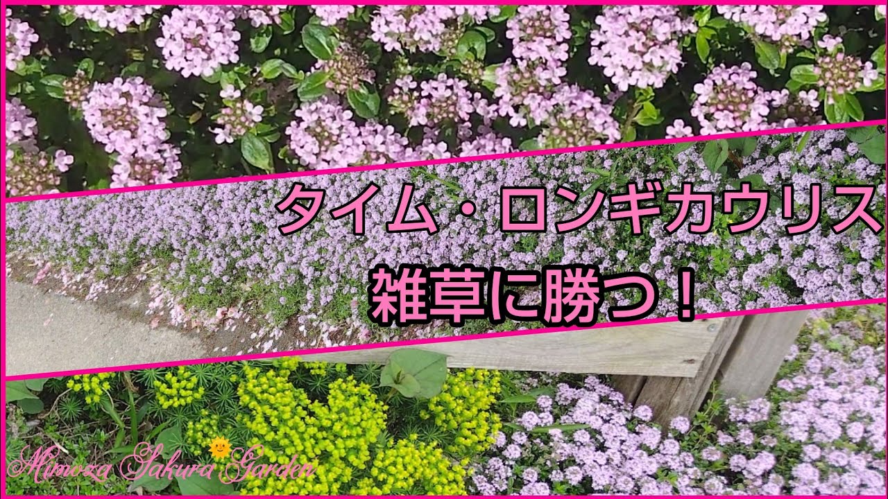 ❪タイム・ロンギカウリス 雑草に勝つ！❫最強！日向のグランドカバー