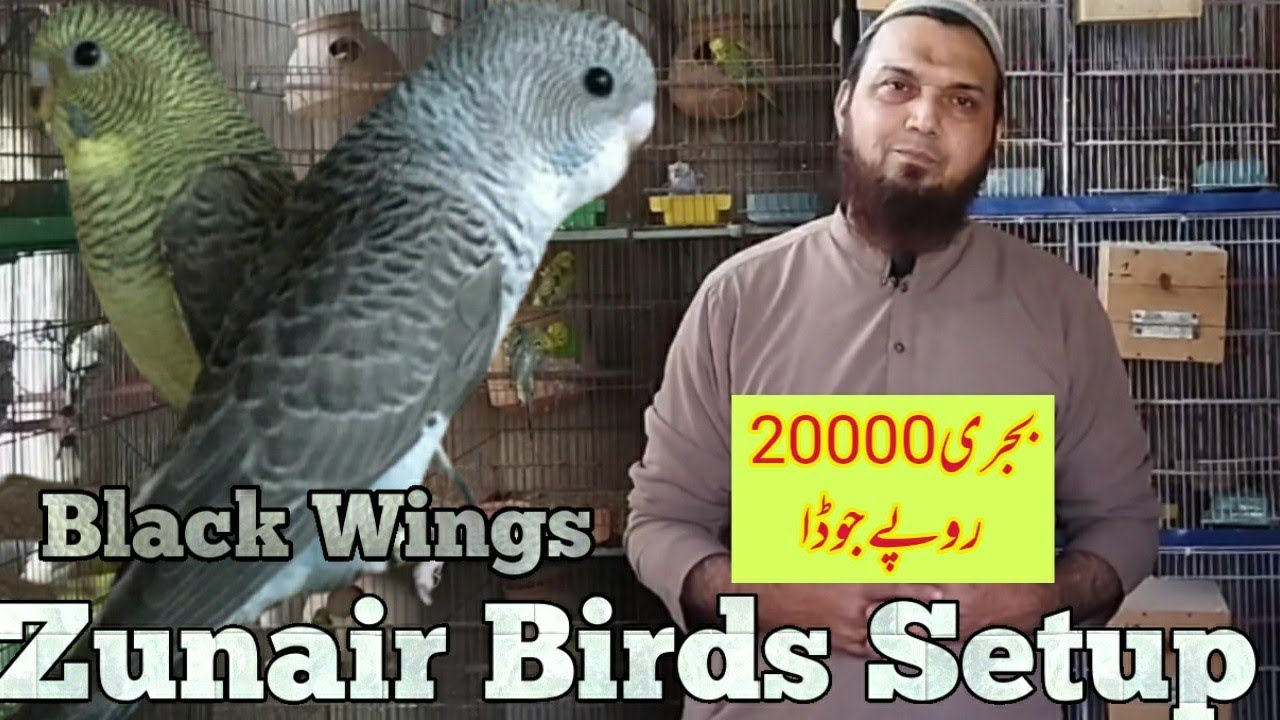 Последнее обновление Zunair Birds Setup | Добавление черных крыльев в Zunair Birds Setup