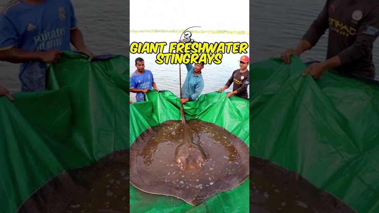 Top 5 Deadly Creatures in Freshwater Ecosystem.