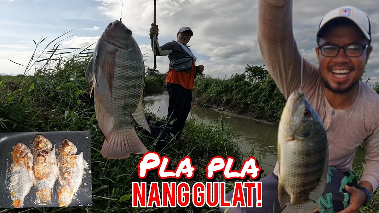 MALALAKING MGA TILAPIA KUMAGAT NA! JACKPOT! | BUHAY PROBINSYA