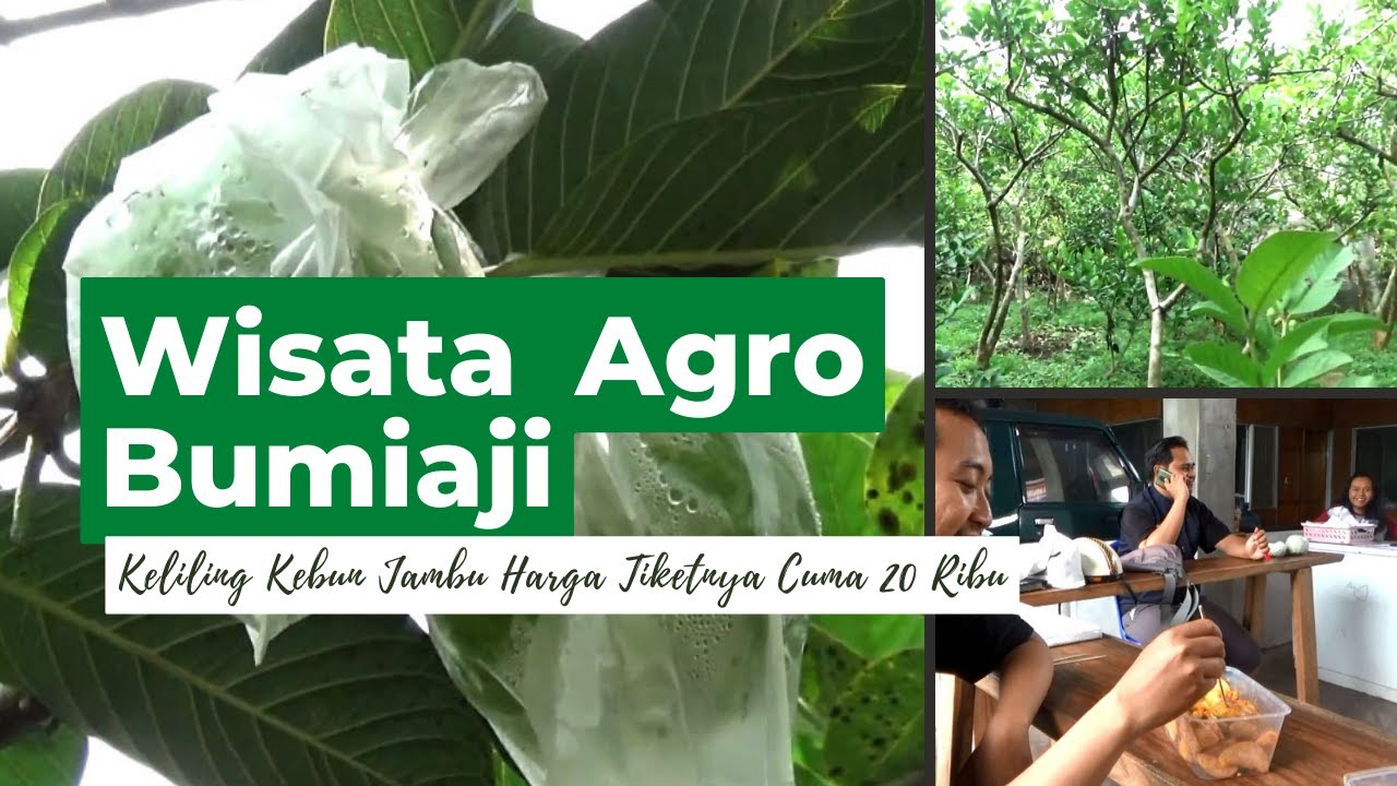 Keliling Kebun Jambu Kristal di Bumiaji Batu, Harga Tiket Masuknya Cuma Rp20 Ribu