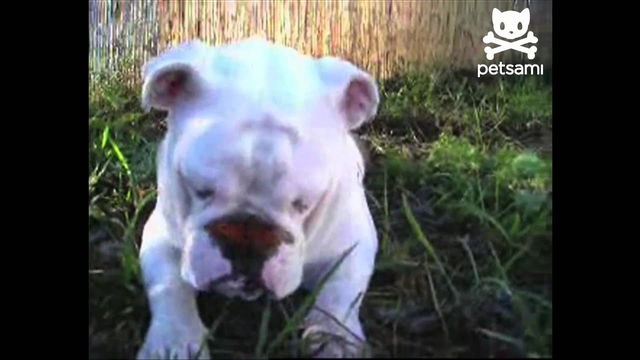 Baby Bulldog Plays With Butterfly