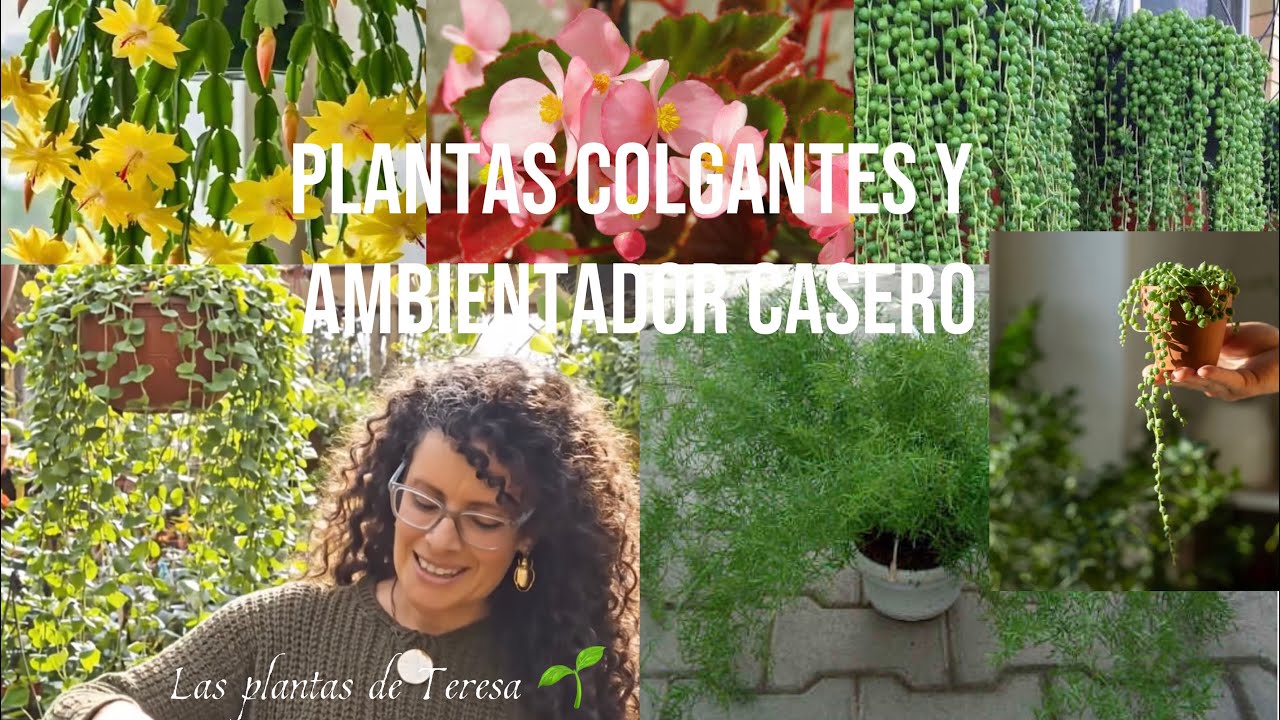Plantas colgantes fáciles de cuidar y ambientador casero - Las plantas de Teresa