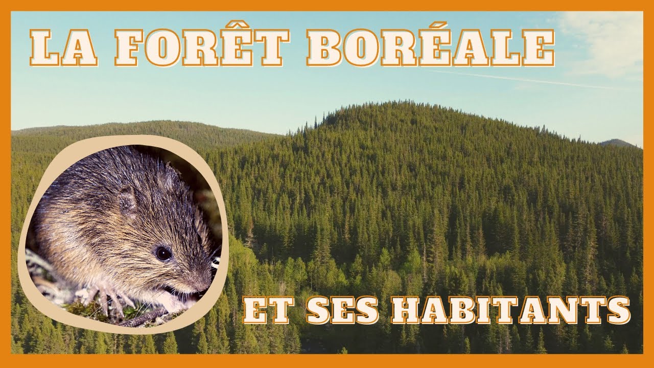 La forêt boréale: notre visite à la ZEC des Martres
