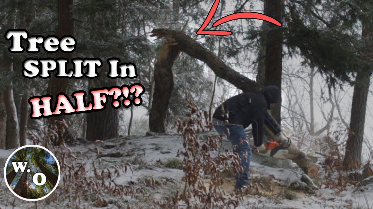 How To Clean Storm Damaged Trees - DIY