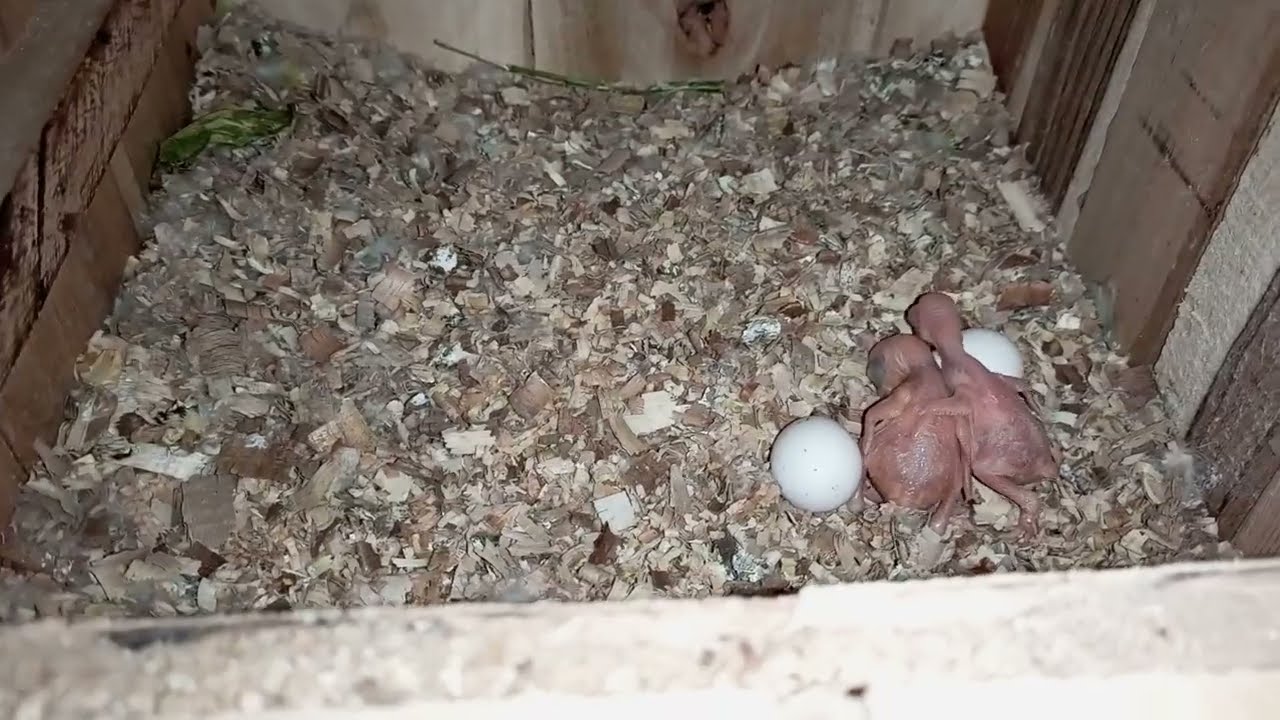 Raw & Ringneck Family