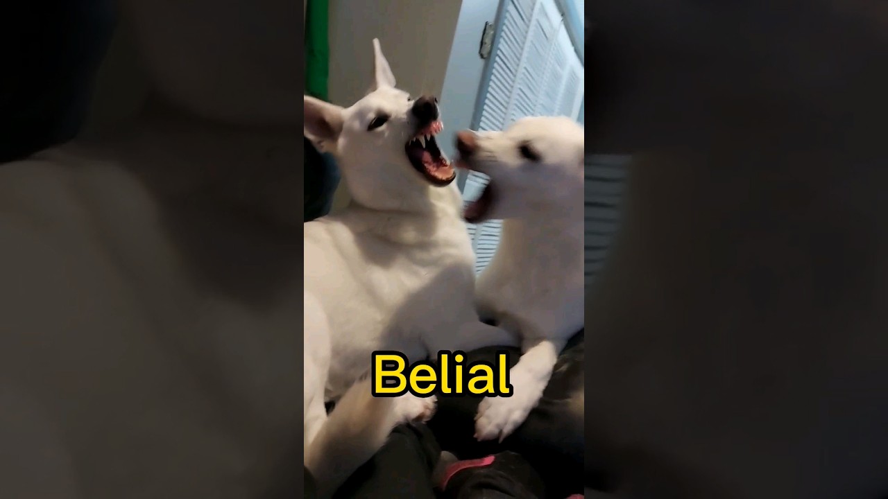 Belial. Behemoth. Beelzebub. Asmodeus. Satanas. Lucifer. German Shepherd