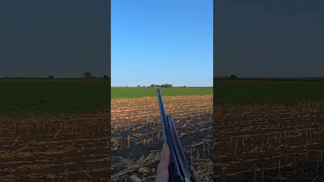 Dove season 
