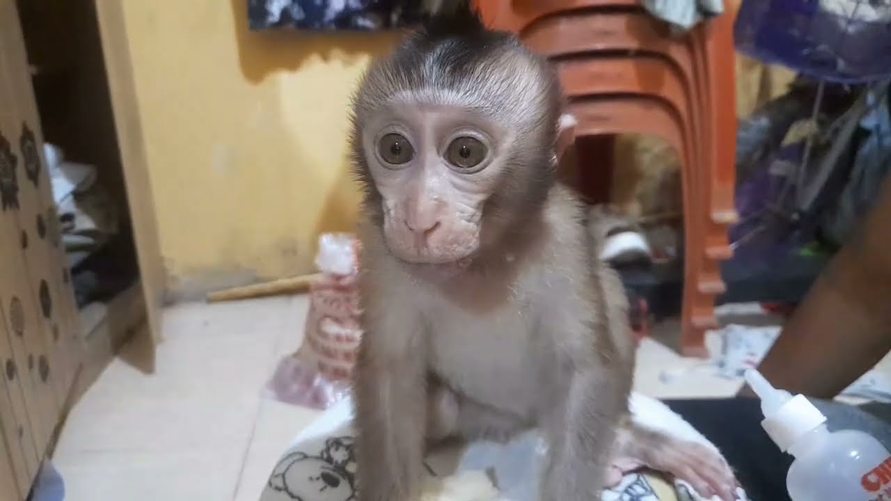Anak monyet caca 2026