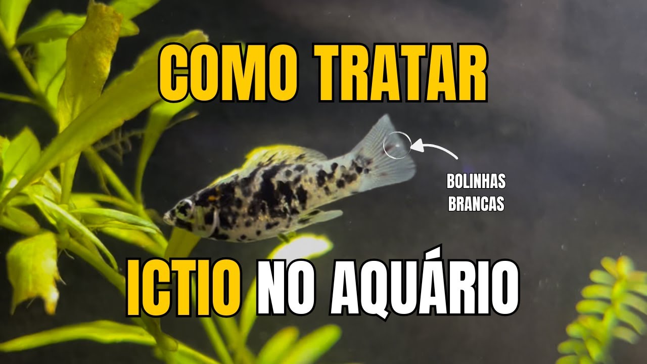 COMO TRATAR ICTIO (BOLINHAS BRANCAS) DOS PEIXES NO AQUÁRIO