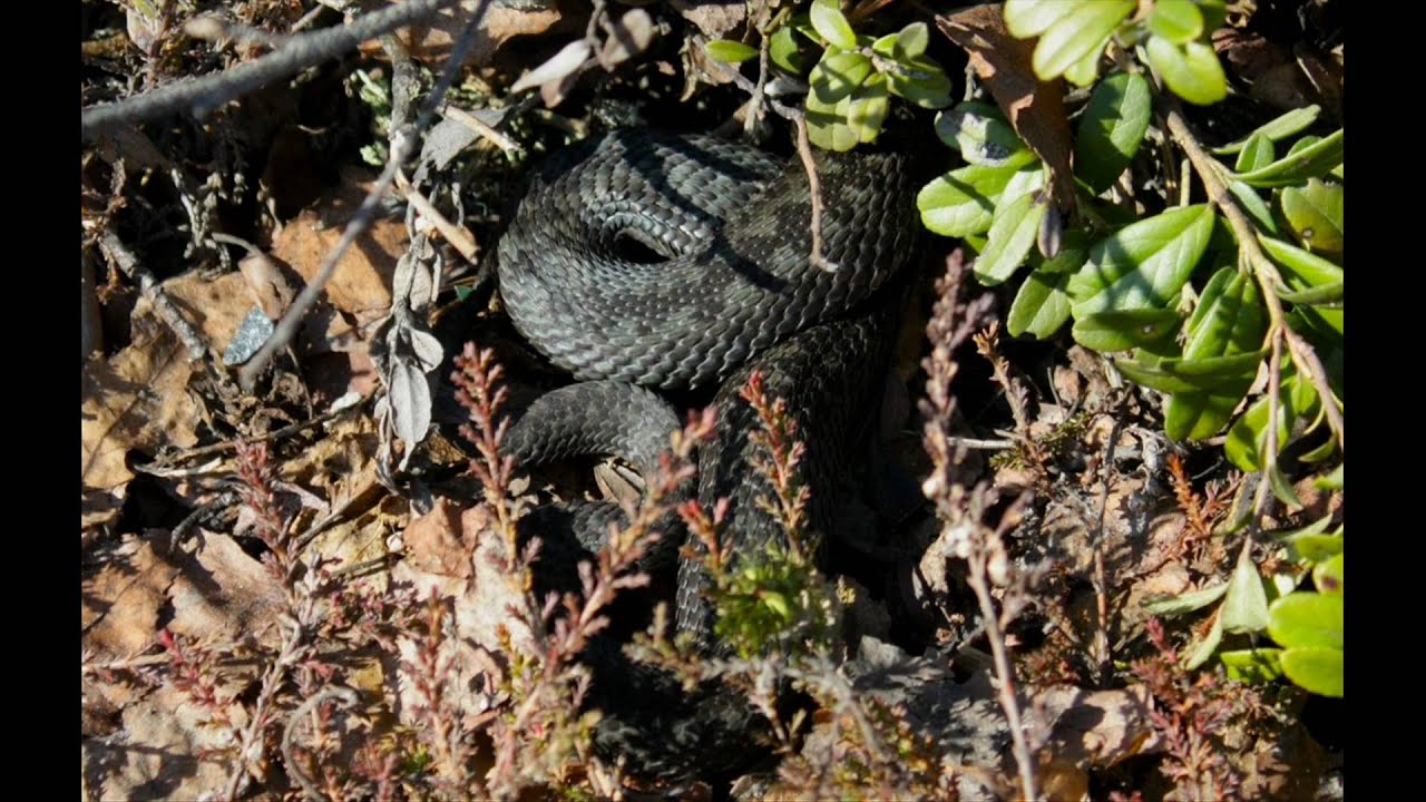 First snake of 2011: Vipera berus